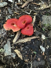 Hygrocybe coccinea