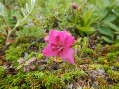 Rhododendron camtschaticum