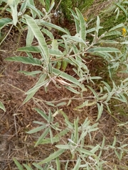 Chorthippus dichrous