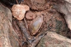 Pyganodon grandis