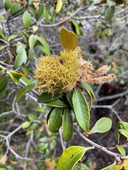 Chrysolepis chrysophylla