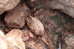 Pyganodon grandis
