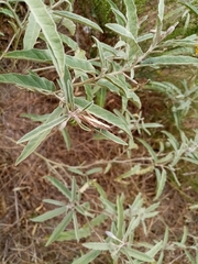 Chorthippus dichrous