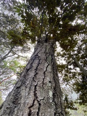 Chrysolepis chrysophylla