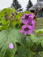 Rubus odoratus