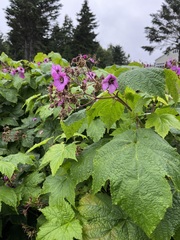 Rubus odoratus