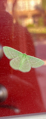 Synchlora
