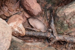 Pyganodon grandis