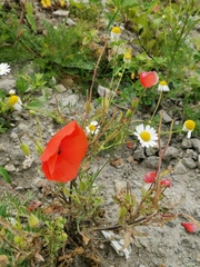 Papaver rhoeas