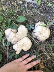 Laccaria ochropurpurea