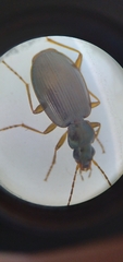 Agonum bicolor
