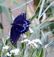 Papilio