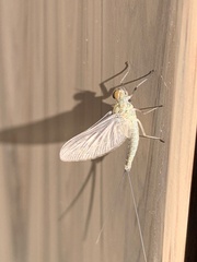 Callibaetis pictus