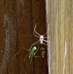 Reduviidae