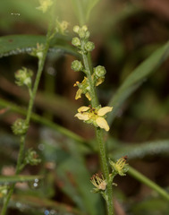 Agrimonia parviflora