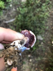Laccaria ochropurpurea