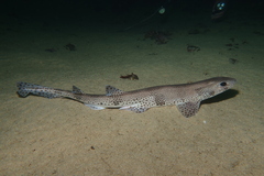 Scyliorhinus canicula