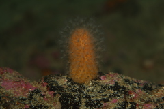 Alcyonium digitatum