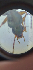 Agonum bicolor
