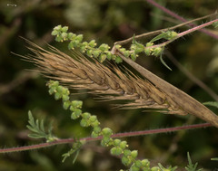 Hordeinae