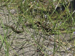 Thamnophis elegans vagrans
