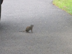 Poliocitellus franklinii