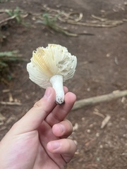 Russula fragilis
