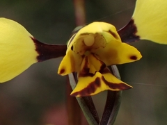 Diuris maculata