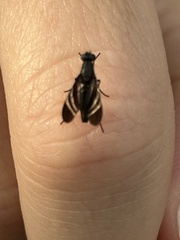 Tritoxa flexa