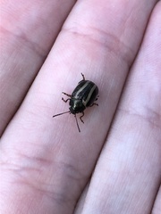 Zygogramma suturalis