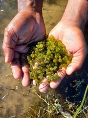 Hydrodictyon africanum