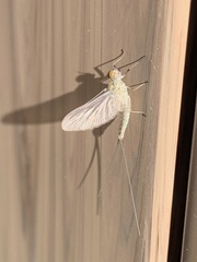 Callibaetis pictus