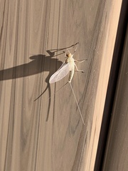 Callibaetis pictus
