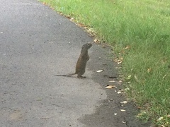 Poliocitellus franklinii