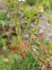 Papaver rhoeas