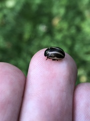 Zygogramma suturalis