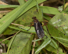 Diogmites platypterus