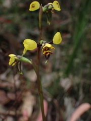 Diuris maculata