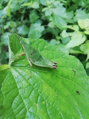Sphenarium