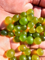 Hydrodictyon africanum