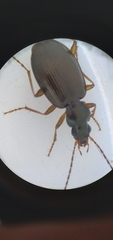Agonum bicolor