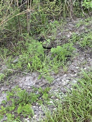 Coluber constrictor priapus