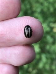 Zygogramma suturalis