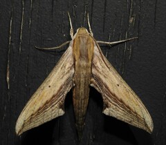 Xylophanes falco