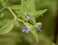 Trichostema brachiatum
