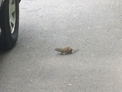 Poliocitellus franklinii