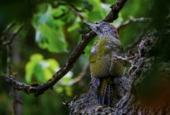 Picus viridis