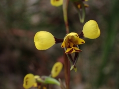 Diuris maculata