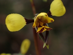 Diuris maculata