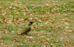 Picus viridis